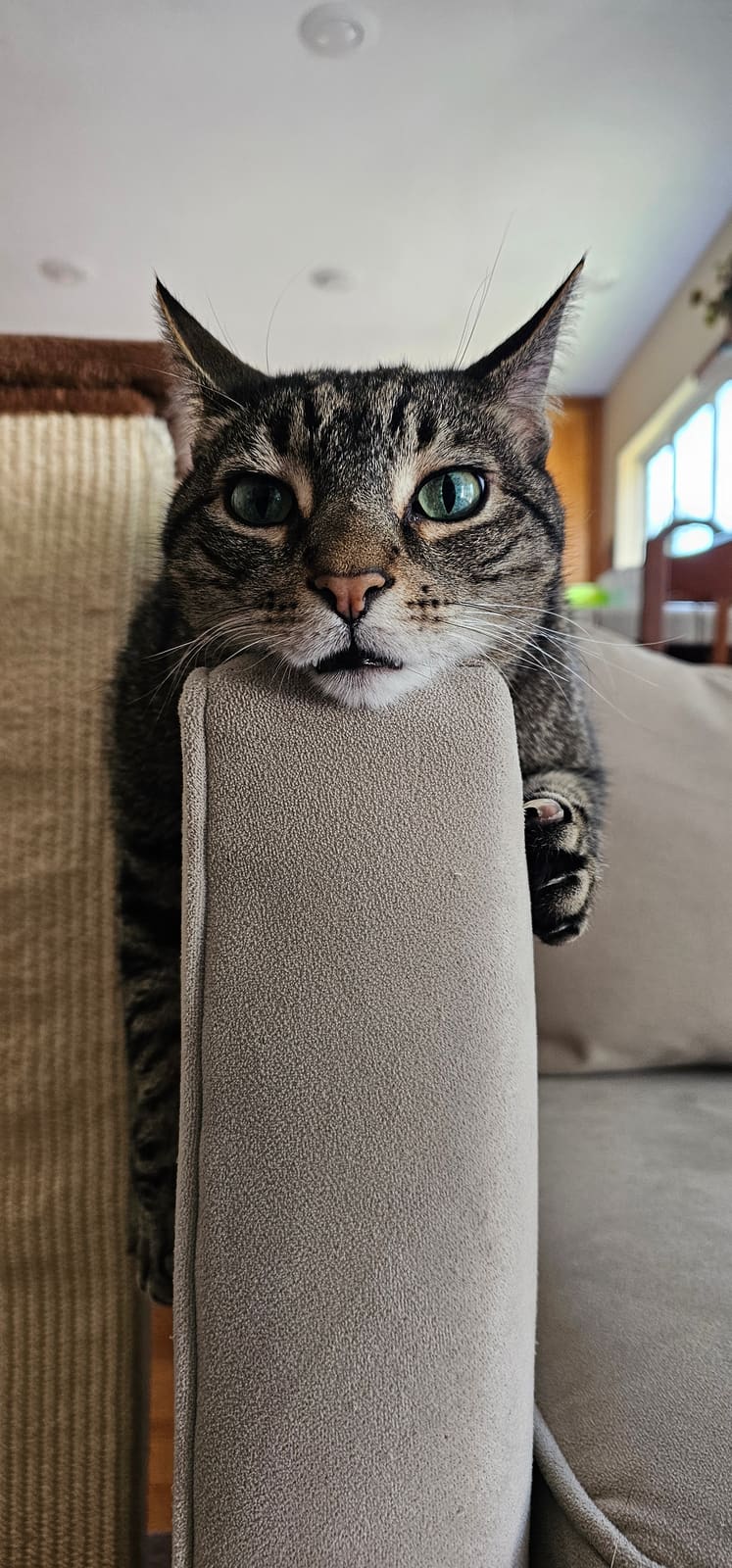 Little Bear sitting alert and staring into the camera.
